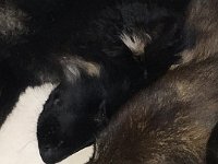 Gitan und Shani